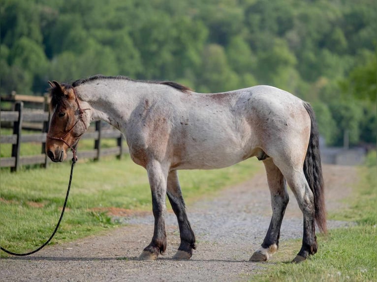 Trekpaard Mix Ruin 5 Jaar 160 cm Roan-Red in Honey Brook