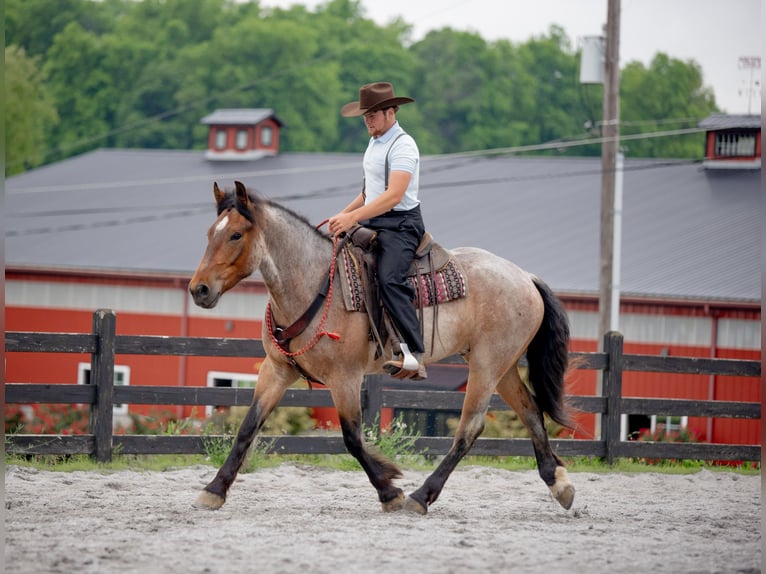 Trekpaard Mix Ruin 5 Jaar 160 cm Roan-Red in Honey Brook