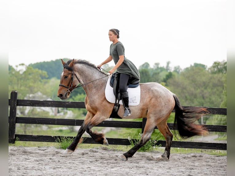 Trekpaard Mix Ruin 5 Jaar 160 cm Roan-Red in Honey Brook