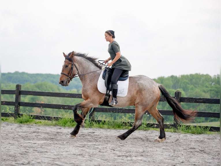 Trekpaard Mix Ruin 5 Jaar 160 cm Roan-Red in Honey Brook