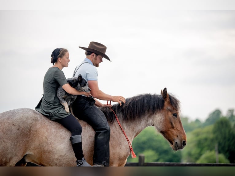 Trekpaard Mix Ruin 5 Jaar 160 cm Roan-Red in Honey Brook