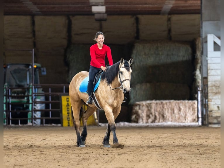Trekpaard Mix Ruin 5 Jaar 163 cm Buckskin in Nevis