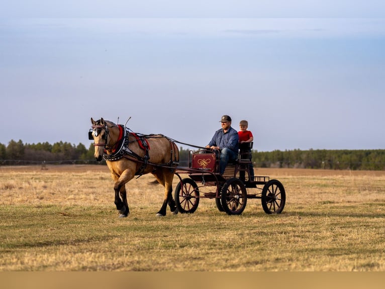 Trekpaard Mix Ruin 5 Jaar 163 cm Buckskin in Nevis