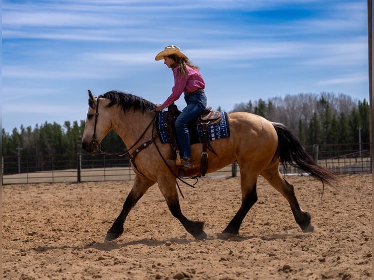 Trekpaard Mix Ruin 5 Jaar 163 cm Buckskin in Nevis