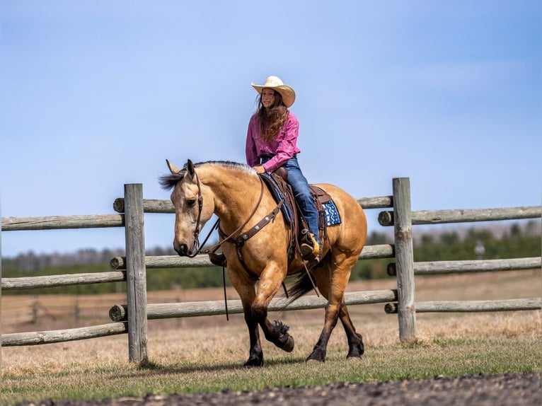 Trekpaard Mix Ruin 5 Jaar 163 cm Buckskin in Nevis