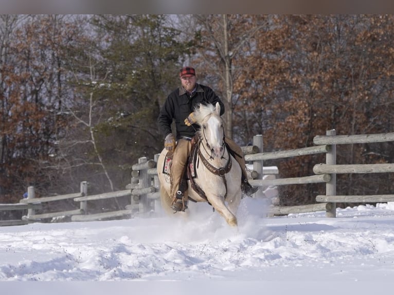 Trekpaard Mix Ruin 5 Jaar 163 cm Palomino in Nevis