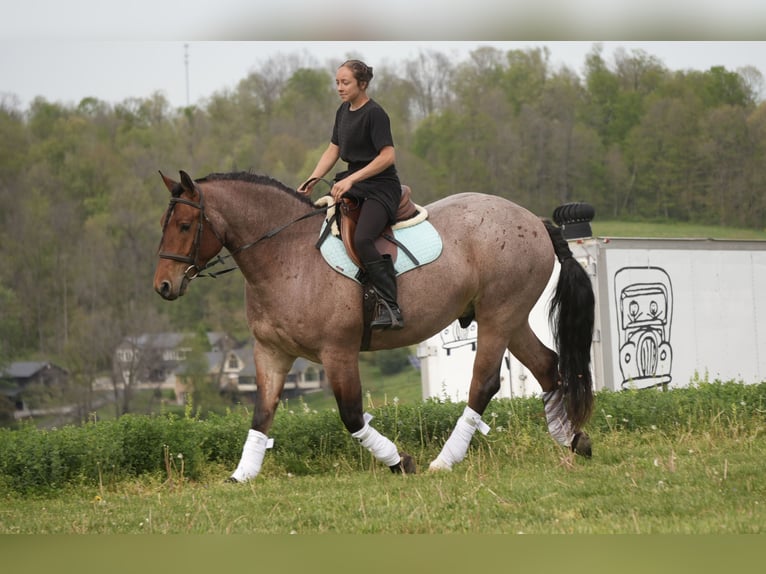 Trekpaard Mix Ruin 5 Jaar 163 cm Roan-Red in Fresno