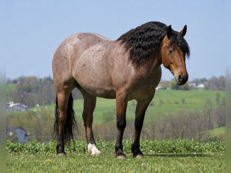 Trekpaard Mix Ruin 5 Jaar 163 cm Roan-Red in Fresno