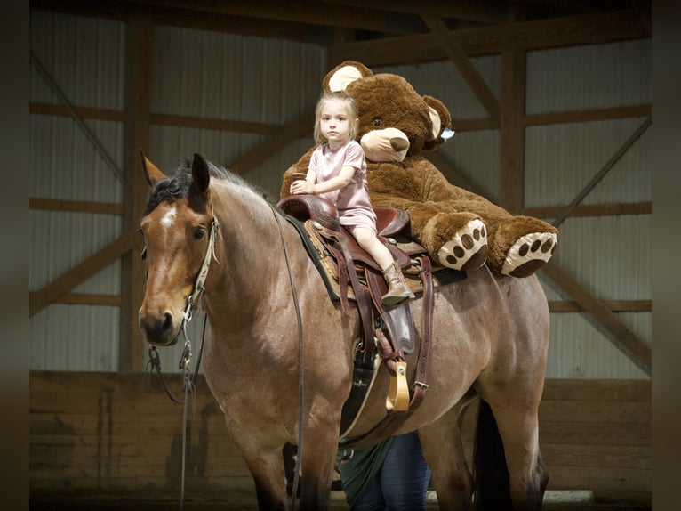Trekpaard Mix Ruin 5 Jaar 163 cm Roan-Red in Fresno