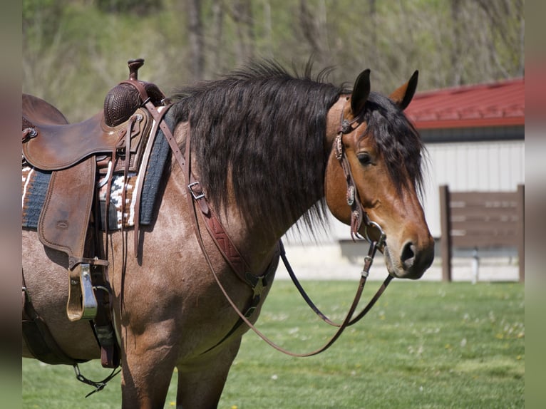 Trekpaard Mix Ruin 5 Jaar 163 cm Roan-Red in Fresno