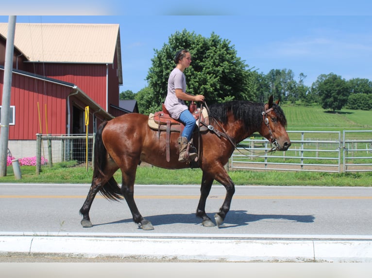 Trekpaard Mix Ruin 5 Jaar 163 cm Roodbruin in Millersburg, OH