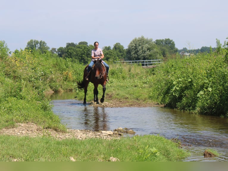 Trekpaard Mix Ruin 5 Jaar 163 cm Roodbruin in Millersburg, OH