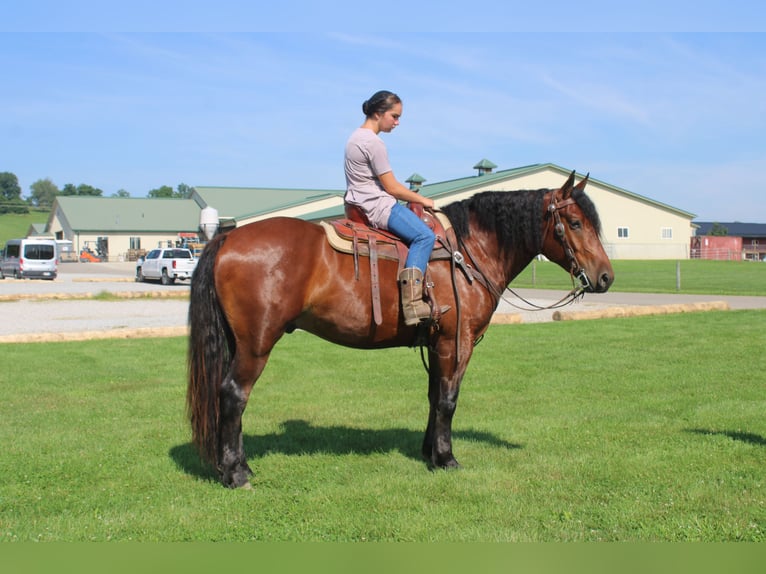 Trekpaard Mix Ruin 5 Jaar 163 cm Roodbruin in Millersburg, OH