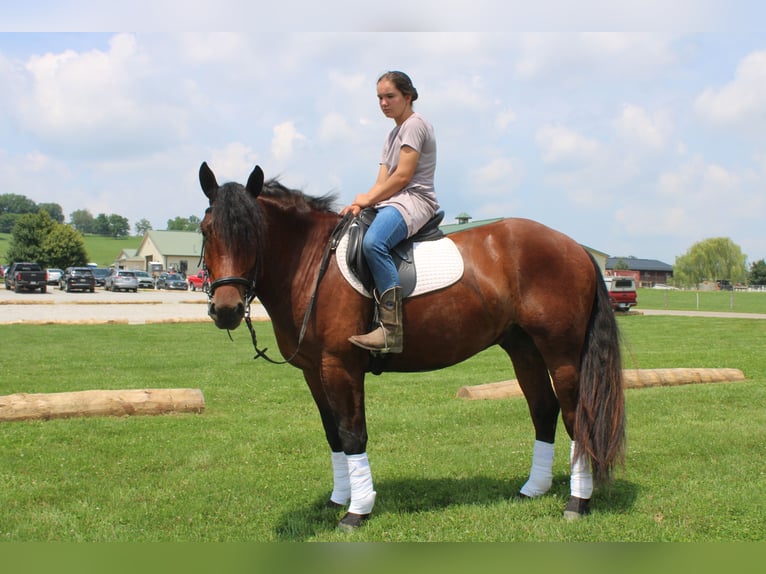 Trekpaard Mix Ruin 5 Jaar 163 cm Roodbruin in Millersburg, OH