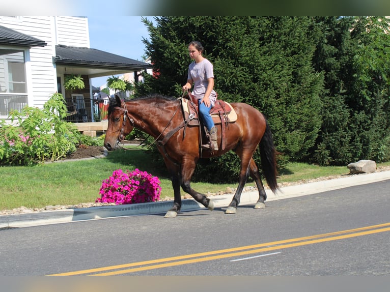 Trekpaard Mix Ruin 5 Jaar 163 cm Roodbruin in Millersburg, OH