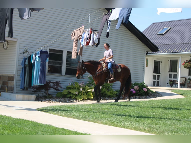 Trekpaard Mix Ruin 5 Jaar 163 cm Roodbruin in Millersburg, OH