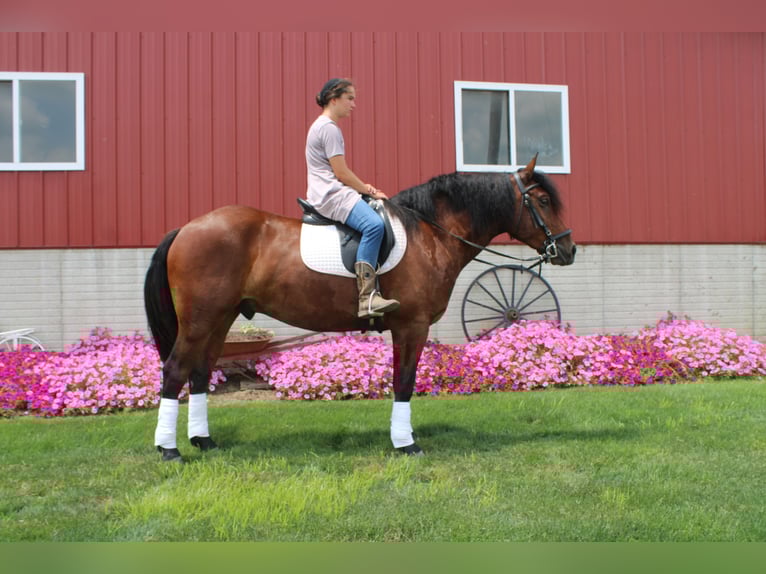Trekpaard Mix Ruin 5 Jaar 163 cm Roodbruin in Millersburg, OH