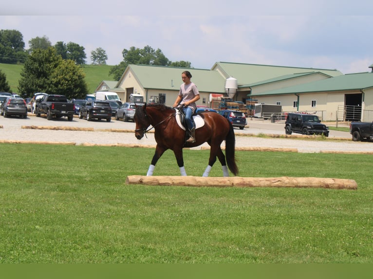 Trekpaard Mix Ruin 5 Jaar 163 cm Roodbruin in Millersburg, OH