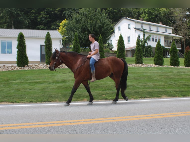 Trekpaard Mix Ruin 5 Jaar 163 cm Roodbruin in Millersburg, OH
