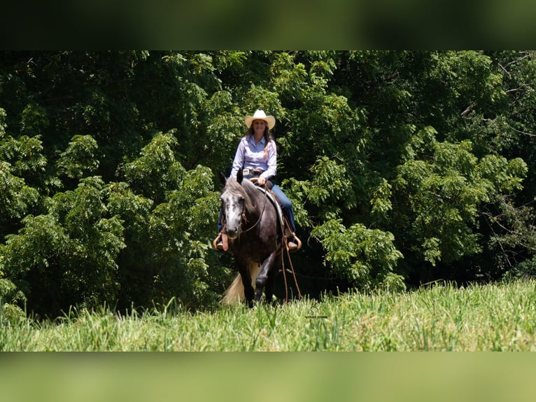 Trekpaard Mix Ruin 5 Jaar 163 cm Schimmel in Fredericksburg