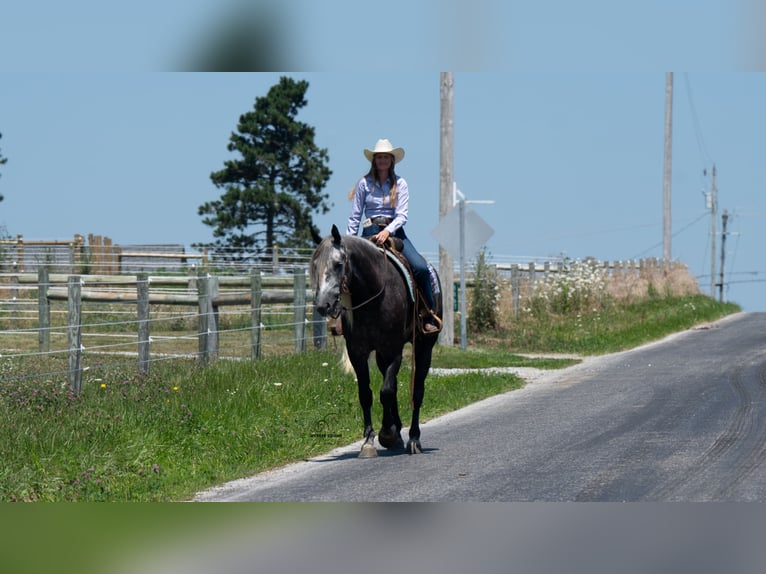 Trekpaard Mix Ruin 5 Jaar 163 cm Schimmel in Fredericksburg