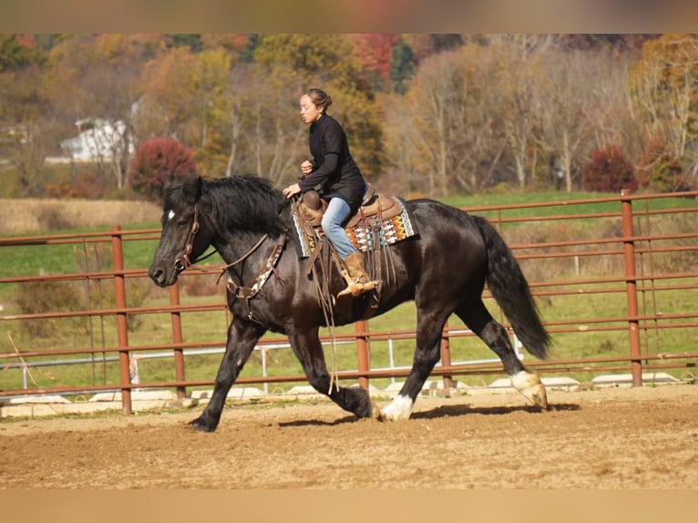 Trekpaard Mix Ruin 5 Jaar 163 cm Zwart in Fresno