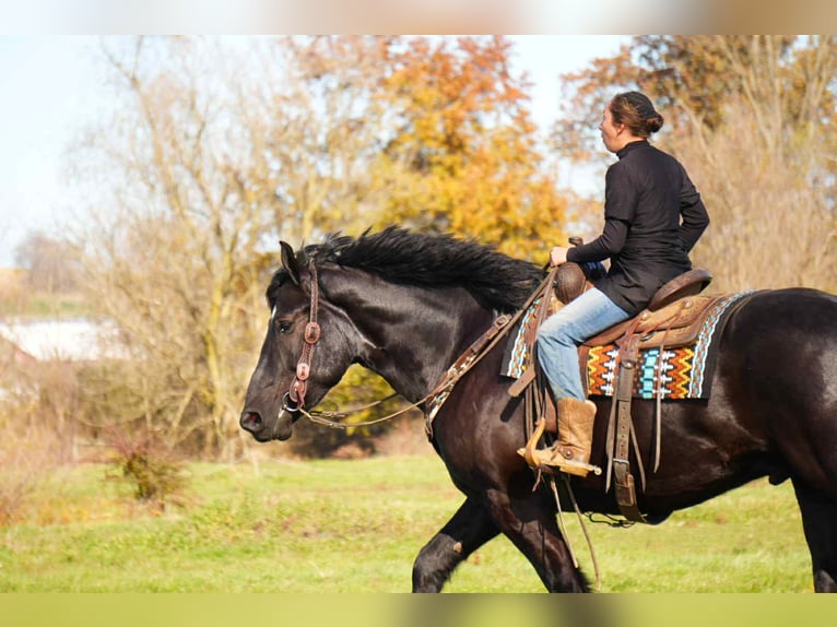Trekpaard Mix Ruin 5 Jaar 163 cm Zwart in Fresno