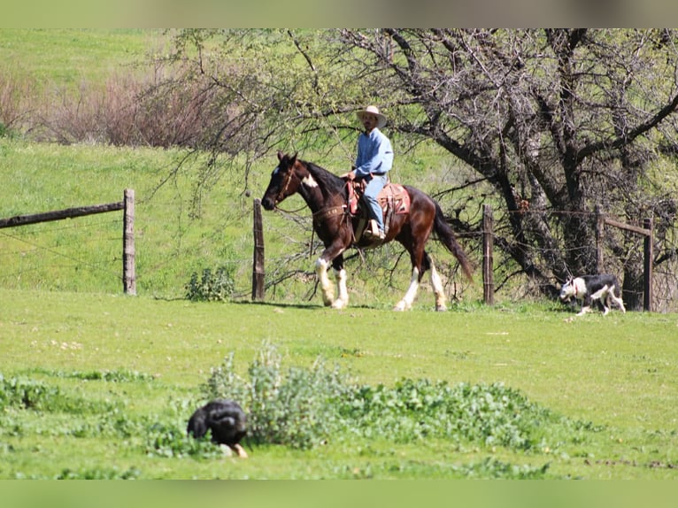 Trekpaard Ruin 5 Jaar 163 cm Zwart in Tres Pinos