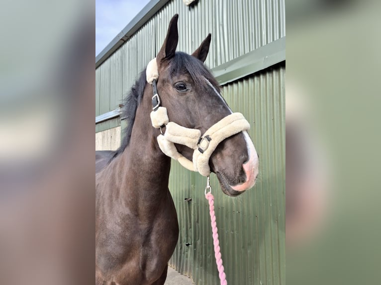 Trekpaard Ruin 5 Jaar 163 cm Zwart in Sligo