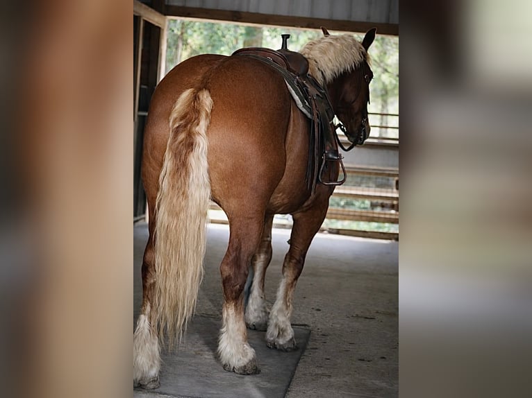 Trekpaard Ruin 5 Jaar 165 cm Donkere-vos in Land O Lakes