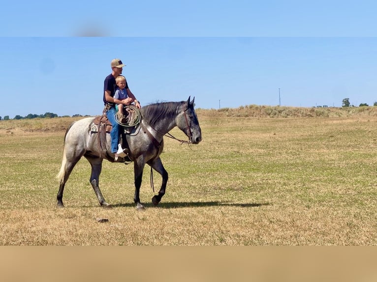 Trekpaard Mix Ruin 5 Jaar 165 cm Roan-Blue in Saint Anthony