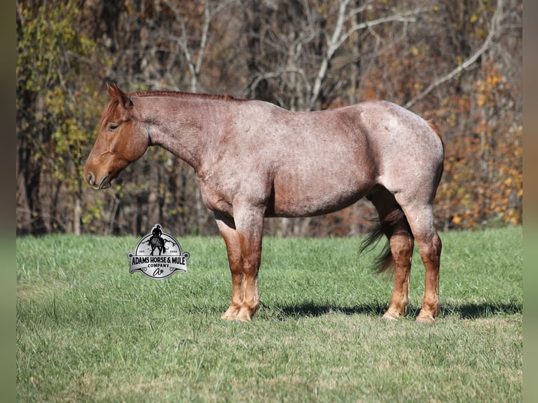 Trekpaard Mix Ruin 5 Jaar 165 cm Roan-Red in Mount Vernon