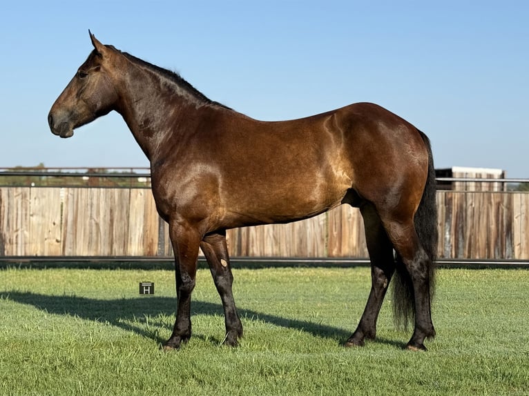 Trekpaard Mix Ruin 5 Jaar 165 cm Roodbruin in Jacksboro