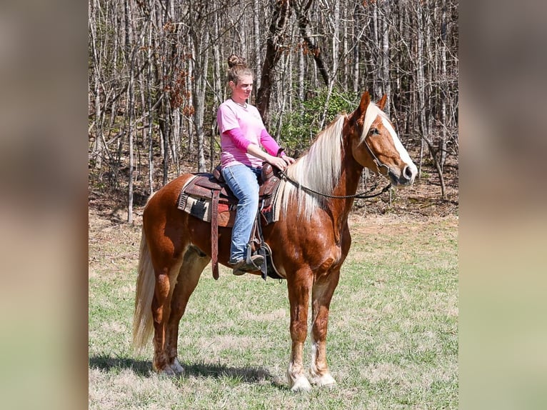 Trekpaard Mix Ruin 5 Jaar 165 cm Roodvos in Blairsville