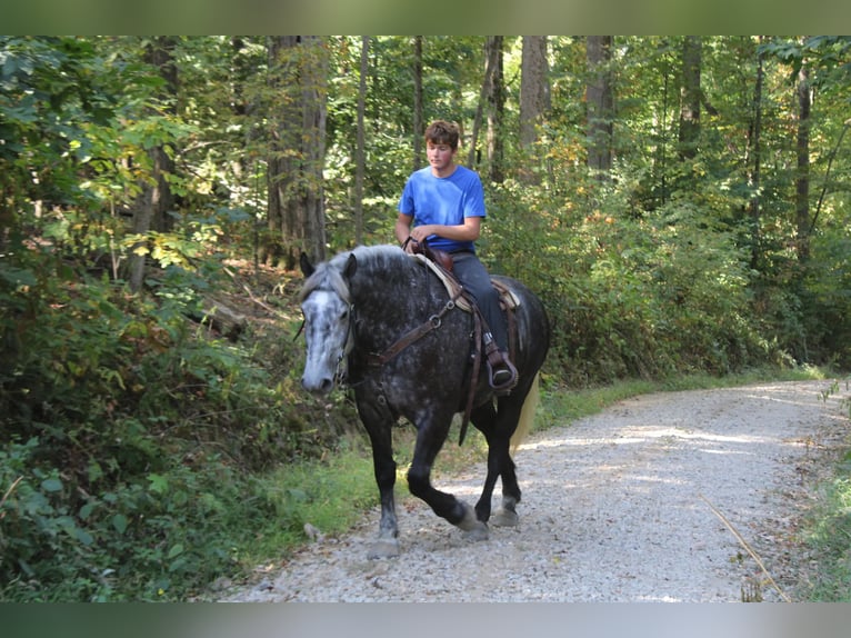 Trekpaard Mix Ruin 5 Jaar 165 cm Schimmel in Millersburg