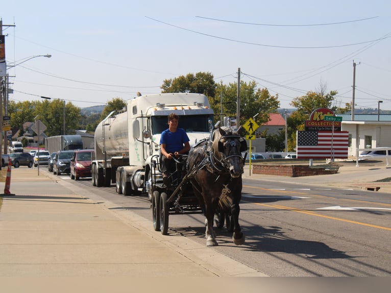 Trekpaard Mix Ruin 5 Jaar 165 cm Schimmel in Millersburg