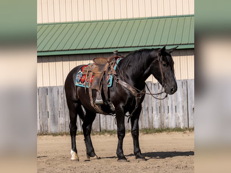 Trekpaard Mix Ruin 5 Jaar 165 cm Zwart in Nevis