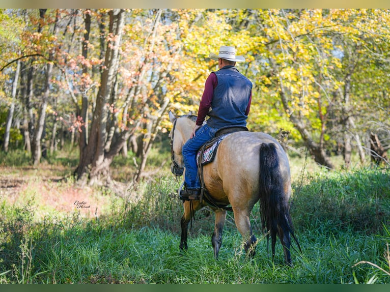 Trekpaard Mix Ruin 5 Jaar 168 cm Buckskin in Fairbank Trekpaard Mix Ruin 5 Jaar 168 cm Buckskin in Fairbank