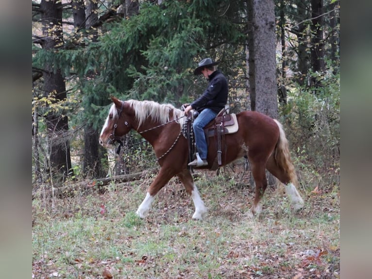 Trekpaard Mix Ruin 5 Jaar 168 cm Donkere-vos in Howell