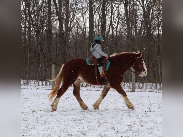 Trekpaard Mix Ruin 5 Jaar 168 cm Donkere-vos in Howell