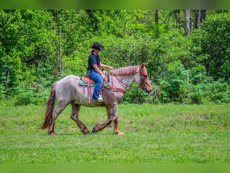 Trekpaard Ruin 5 Jaar 168 cm Roan-Red in Russellville OH