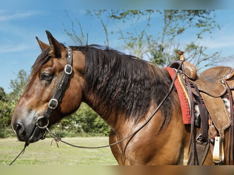 Trekpaard Mix Ruin 5 Jaar 168 cm Roodbruin in Battle Creek