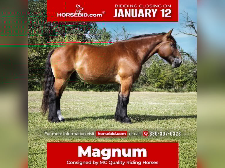 Trekpaard Mix Ruin 5 Jaar 168 cm Roodbruin in Battle Creek