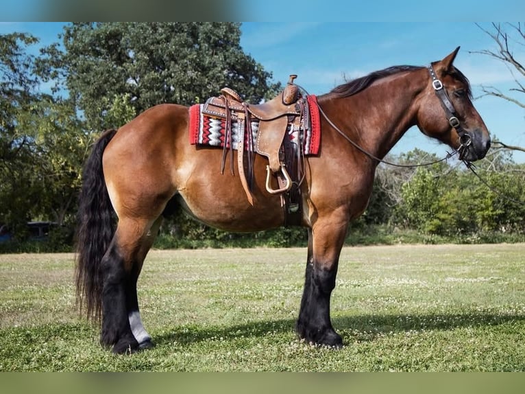 Trekpaard Mix Ruin 5 Jaar 168 cm Roodbruin in Battle Creek