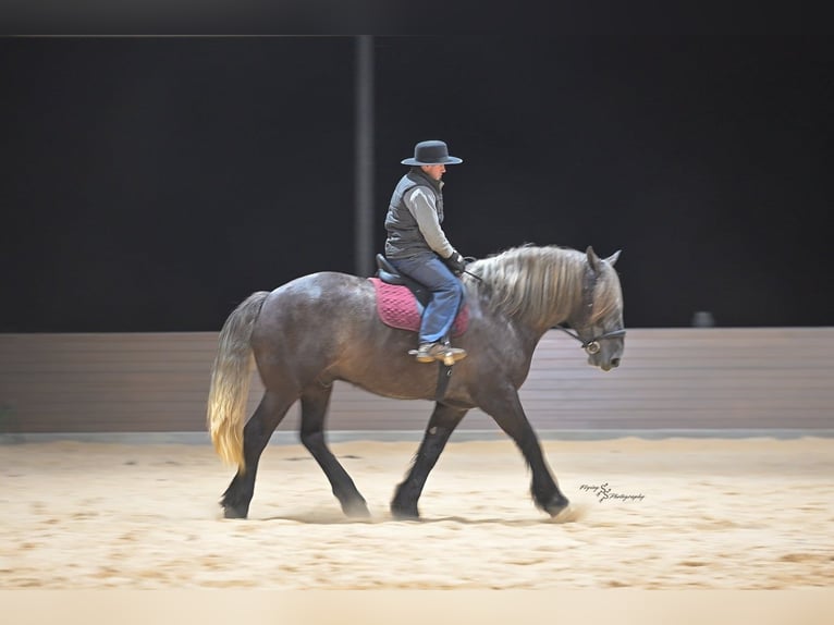 Trekpaard Ruin 5 Jaar 168 cm Schimmel in Fairbank