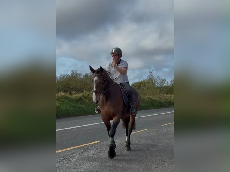 Trekpaard Ruin 5 Jaar 170 cm Bruin in Sligo