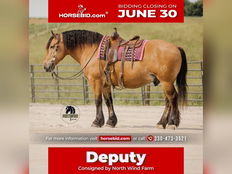 Trekpaard Mix Ruin 5 Jaar 170 cm Buckskin in Fredericksburg, OH