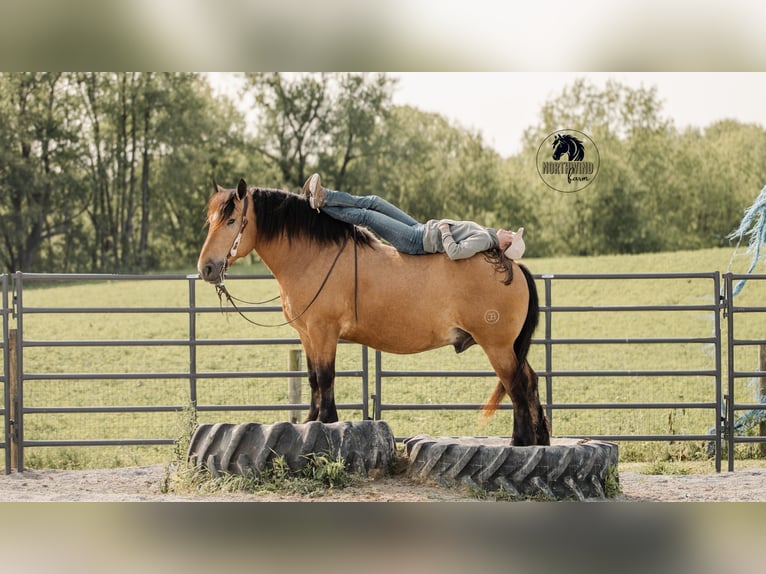 Trekpaard Mix Ruin 5 Jaar 170 cm Buckskin in Fredericksburg, OH