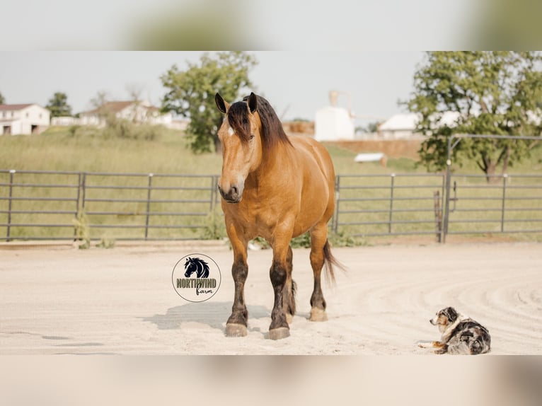 Trekpaard Mix Ruin 5 Jaar 170 cm Buckskin in Fredericksburg, OH