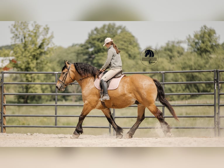 Trekpaard Mix Ruin 5 Jaar 170 cm Buckskin in Fredericksburg, OH